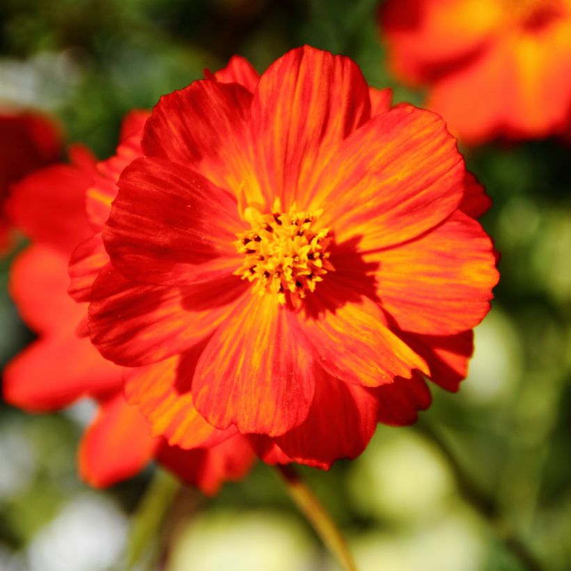 Cosmos Brightness Red Seeds - Cosmos sulphureus (Flowering)