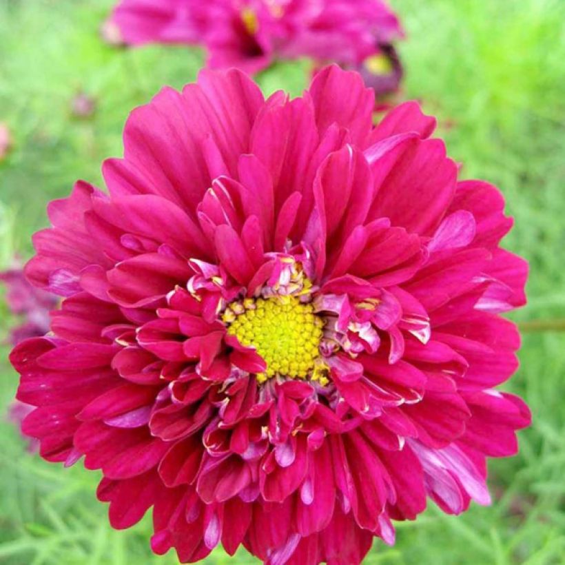 Cosmos Double Click Cranberries - Cosmos bipinnatus seeds (Flowering)