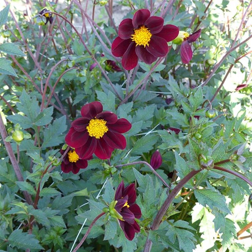 Cosmos x Dahlia Mexican Star (Flowering)