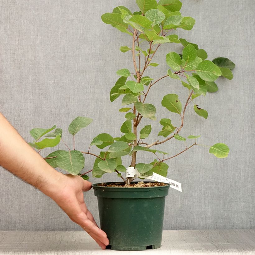 Cotinus coggygria - Smoke Bush 3L/4L pot sample as delivered in summer