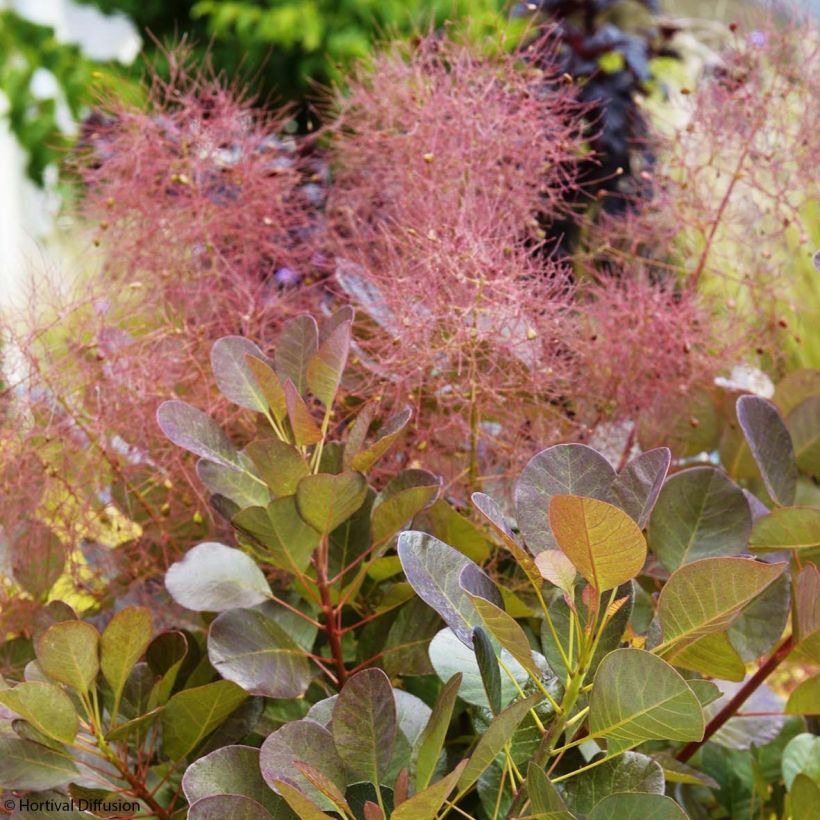 Cotinus coggygria Flamissimo - Smoke Bush (Flowering)