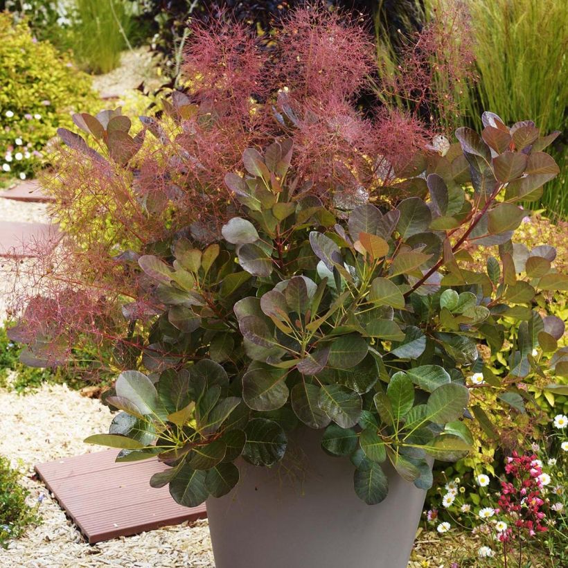 Cotinus coggygria Flamissimo - Smoke Bush (Plant habit)