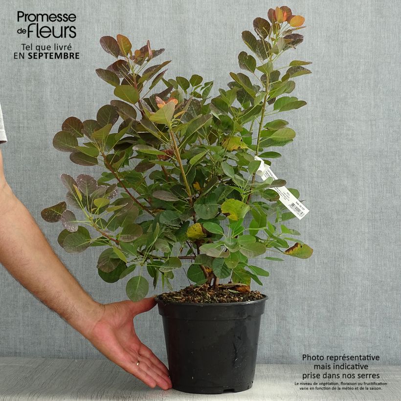 Cotinus coggygria Flamissimo - Smoke Bush 4L/5L pot sample as delivered in summer