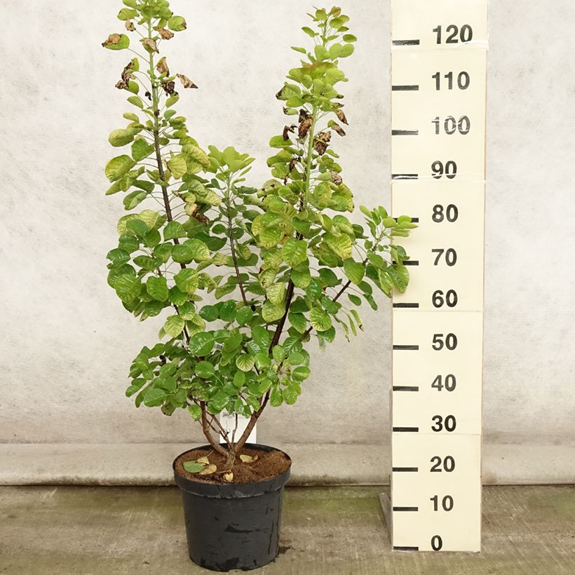 Cotinus coggygria Golden Spirit - Smoke Bush 7.5L/10L pot sample as delivered in summer
