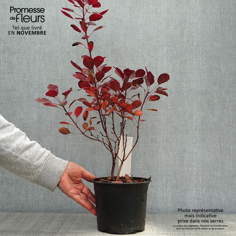 Cotinus coggygria Lilla - Smoke Bush 3L/4L pot sample as delivered in autumn