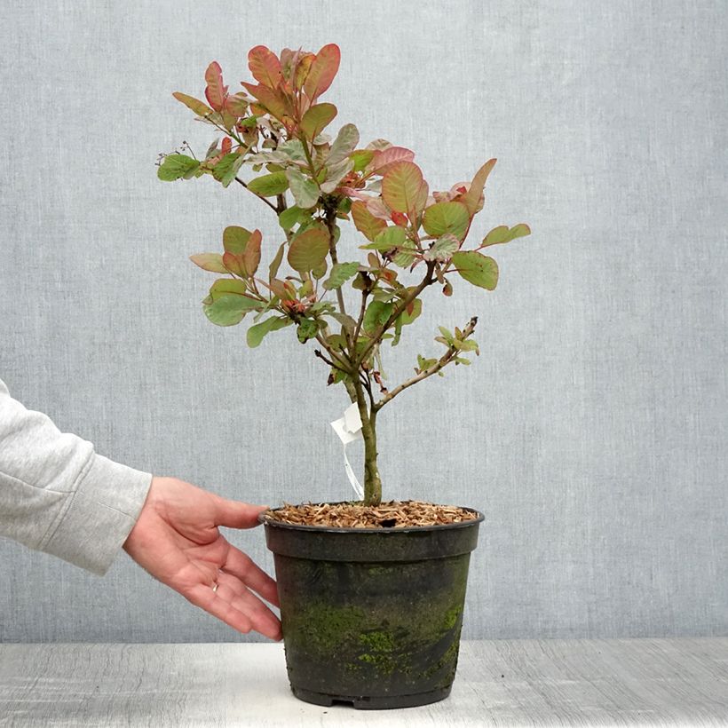 Cotinus coggygria Old Fashioned - Smoke Bush 3L/4L pot sample as delivered in summer