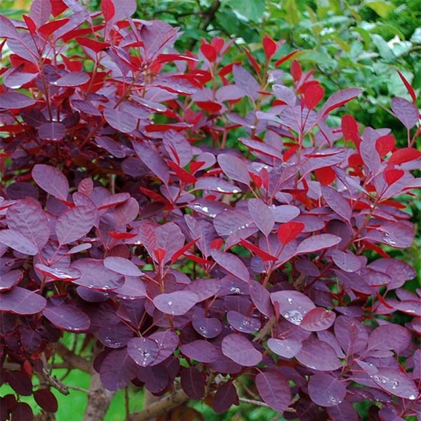 Cotinus coggygria Royal Purple - Smoke Bush (Foliage)