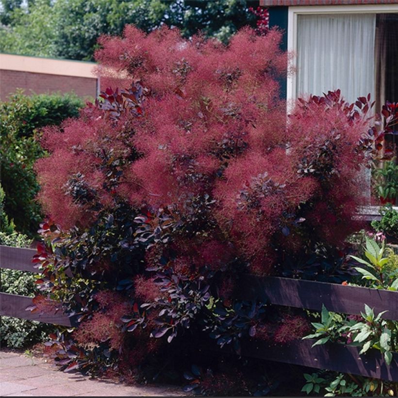 Cotinus coggygria Royal Purple - Smoke Bush (Plant habit)