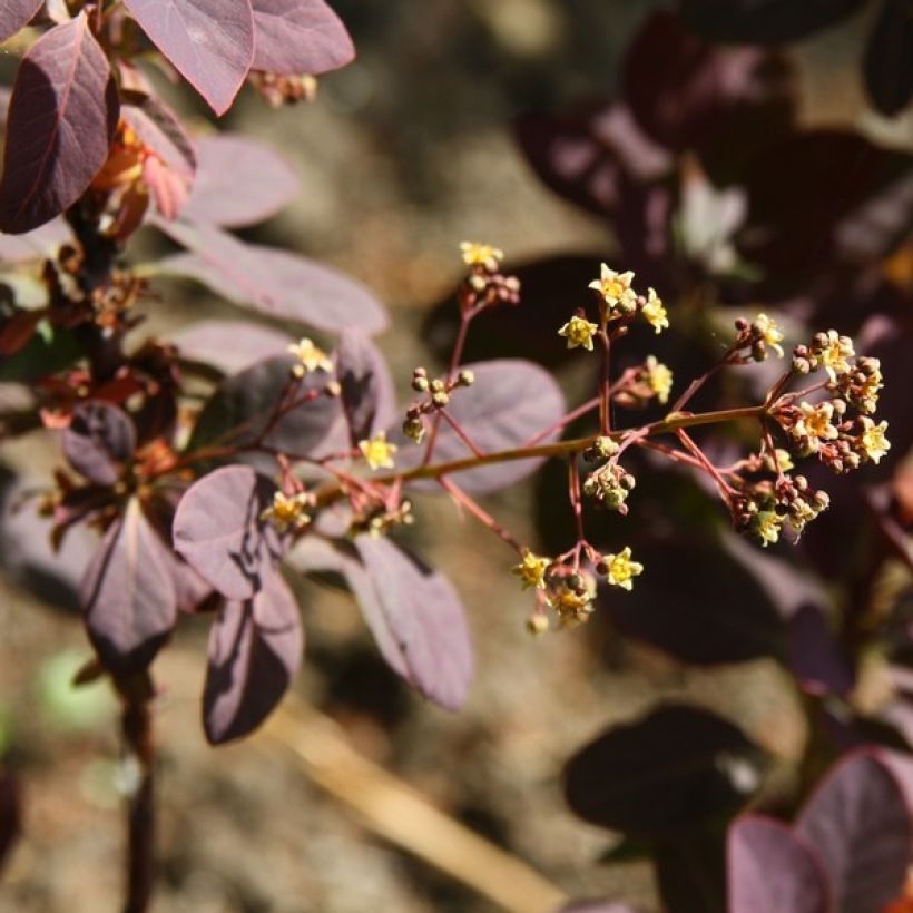 Cotinus coggygria Royal Purple - Smoke Bush (Flowering)