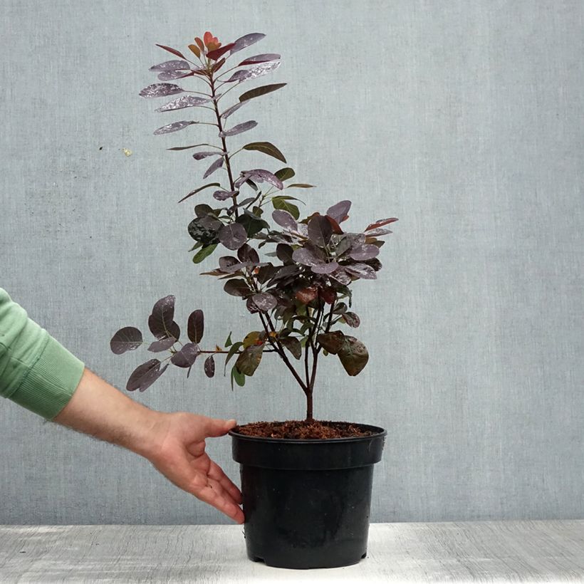 Cotinus coggygria Royal Purple - Smoke Bush 4L/5L pot sample as delivered in summer