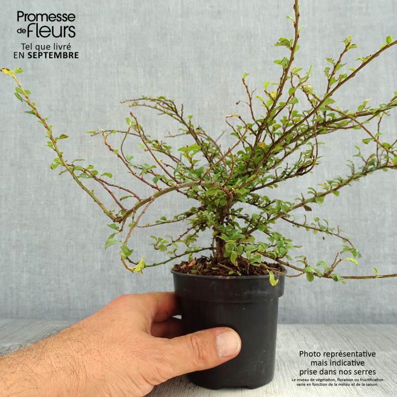 Cotoneaster adpressus Little Gem 10cm/11cm pot sample as delivered in summer
