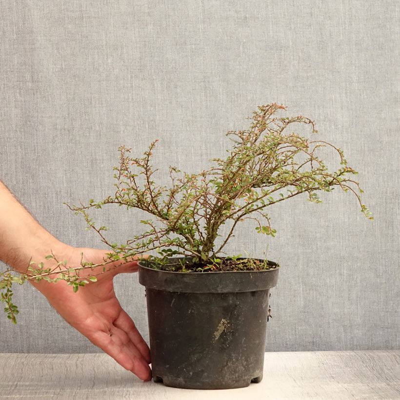 Cotoneaster adpressus Little Gem 2L/3L pot sample as delivered in summer