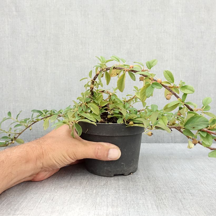 Cotoneaster dammeri Major 1L/1.5L pot sample as delivered in summer