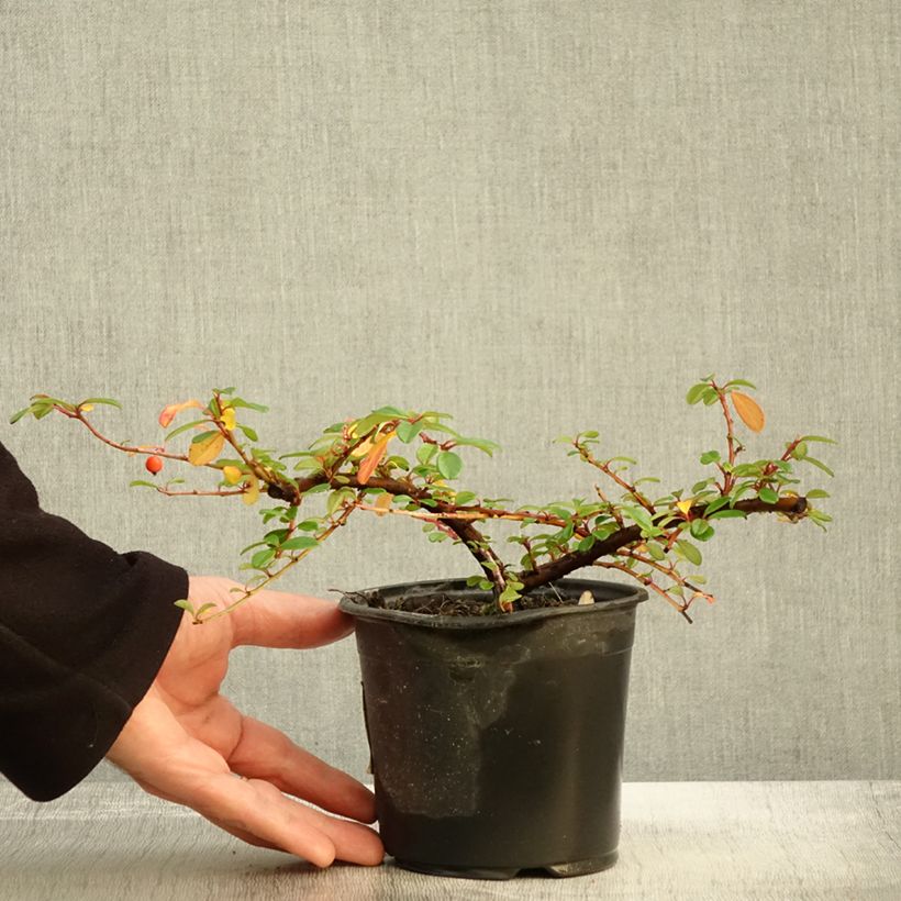 Cotoneaster dammeri Miranda 1L/1.5L pot sample as delivered in autumn