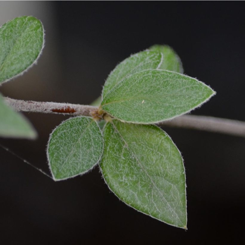 Cotoneaster franchetii (Foliage)