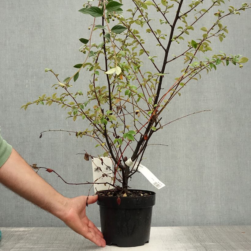 Cotoneaster franchetii 2L/3L pot sample as delivered in summer