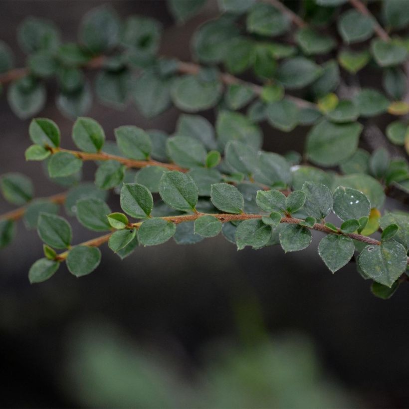 Cotoneaster horizontalis (Foliage)