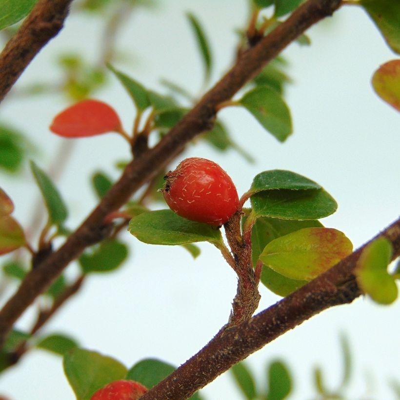 Cotoneaster horizontalis (Harvest)