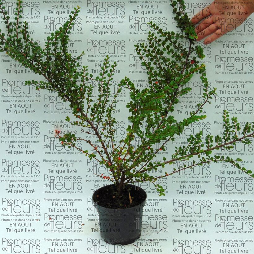 Cotoneaster horizontalis (Plant habit)