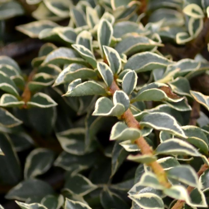 Cotoneaster horizontalis Variegatus (Foliage)