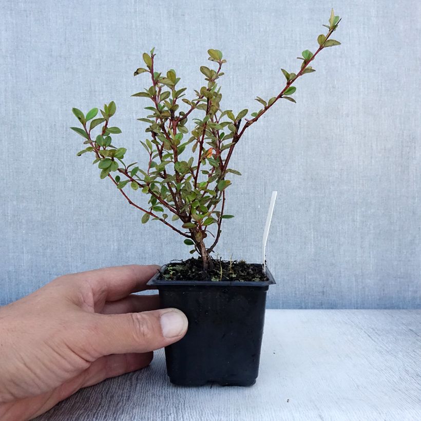 Cotoneaster lacteus - Milky Cotoneaster 8/9 cm pot sample as delivered in summer