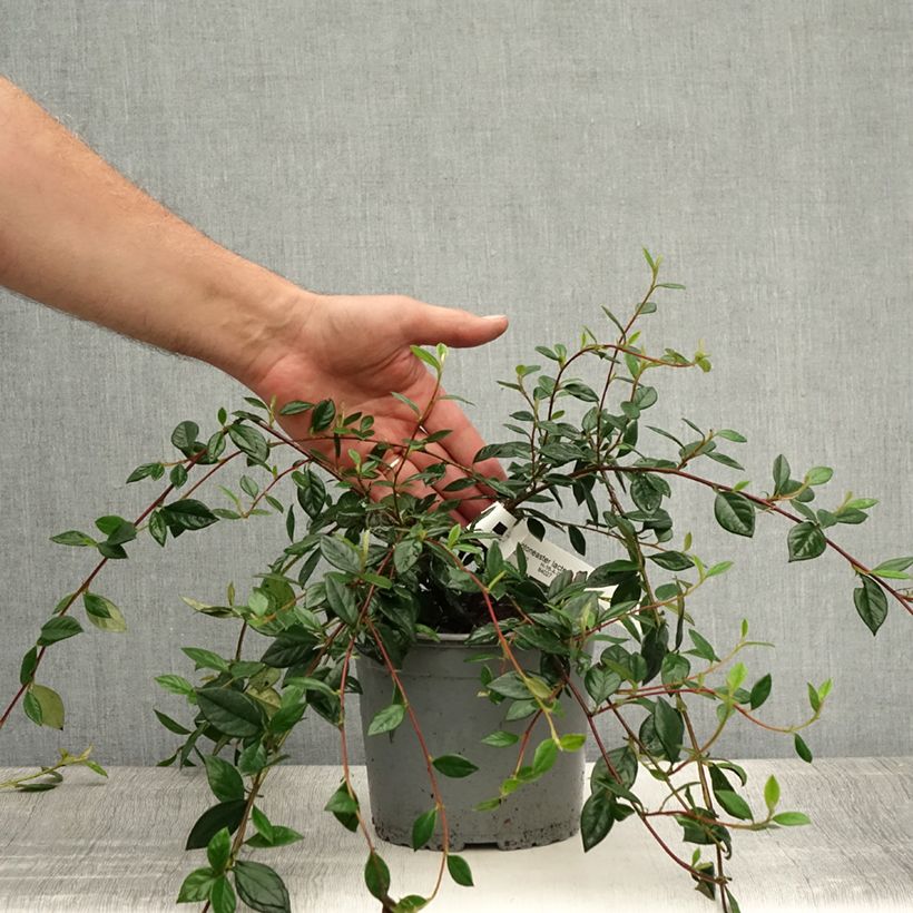 Cotoneaster lacteus - Milky Cotoneaster 2L/3L pot sample as delivered in summer