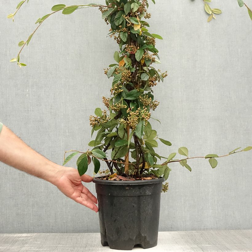 Cotoneaster lacteus - Milky Cotoneaster 7.5L/10L pot sample as delivered in summer