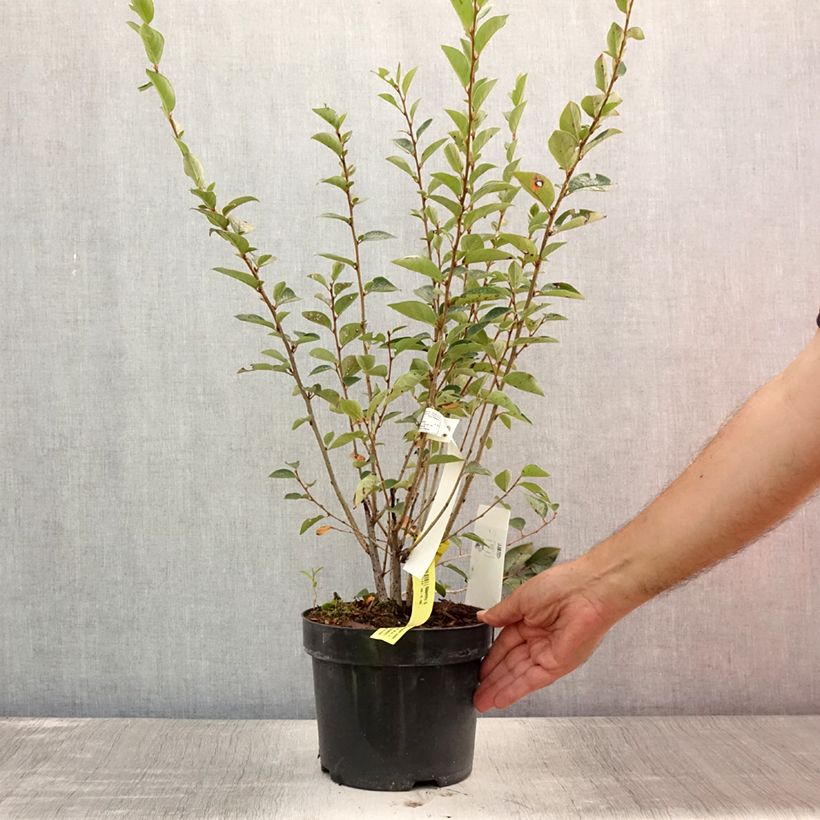 Cotoneaster lucidus 2L/3L pot sample as delivered in summer