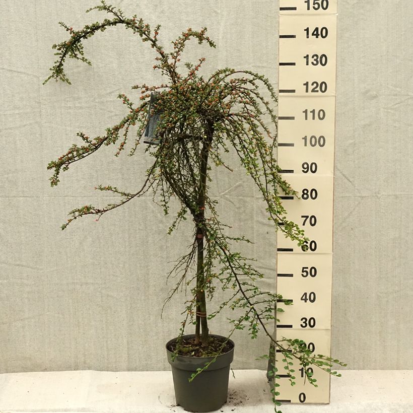 Cotoneaster praecox Boer 7.5L/10L pot sample as delivered in summer