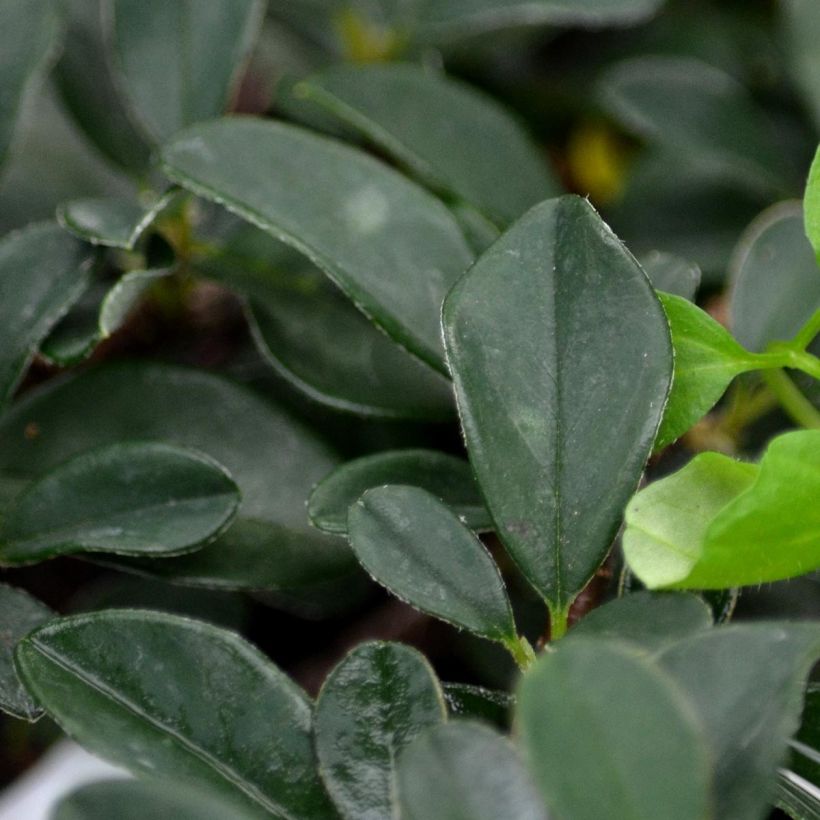 Cotoneaster procumbens Queen of Carpets (Foliage)