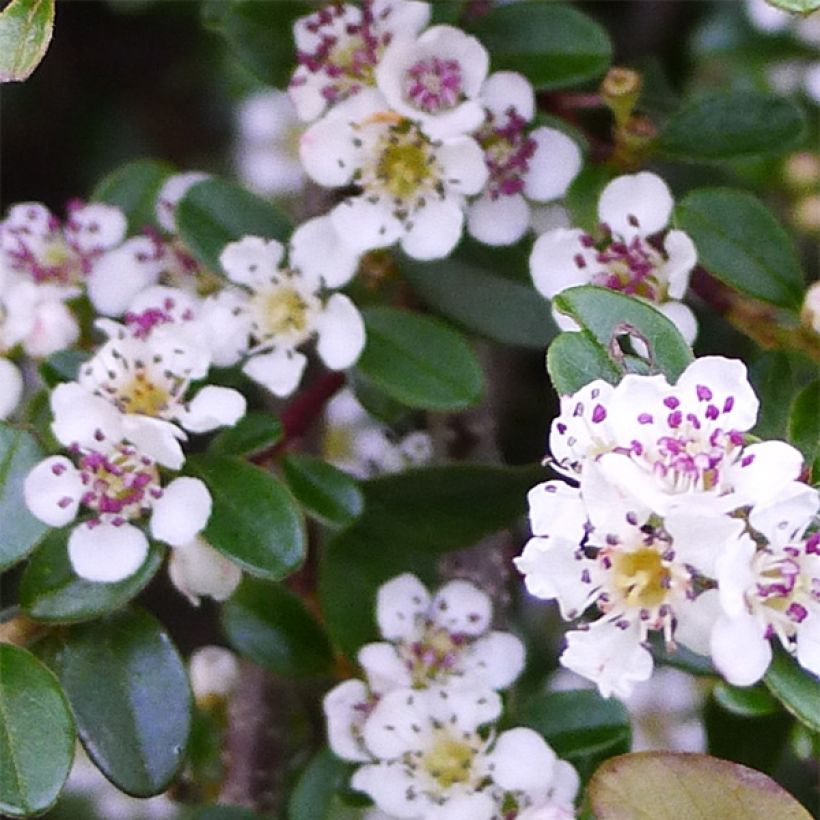 Cotoneaster procumbens Queen of Carpets (Flowering)