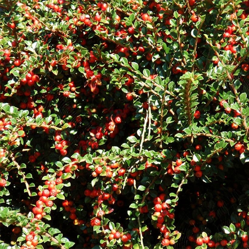 Cotoneaster procumbens Queen of Carpets (Harvest)