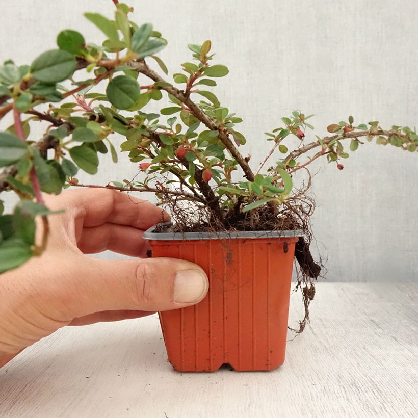 Cotoneaster procumbens Queen of Carpets 8/9 cm pot sample as delivered in summer