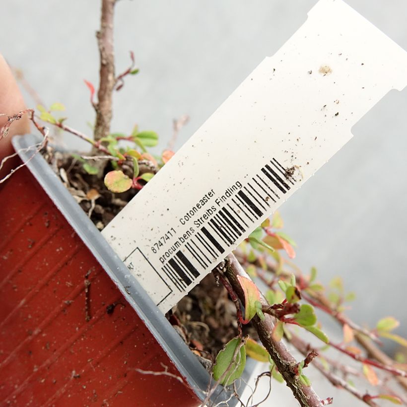 Cotoneaster procumbens Streibs Findling 8/9 cm pot sample as delivered in summer