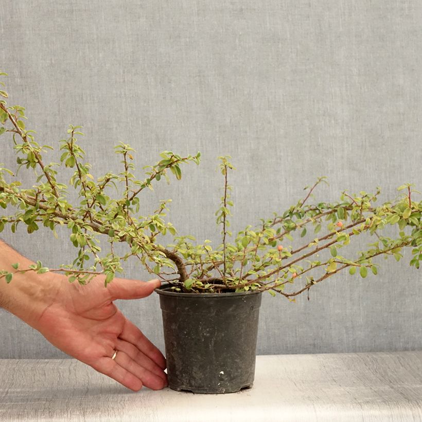 Cotoneaster suecicus Skogholm 1L/1.5L pot sample as delivered in summer