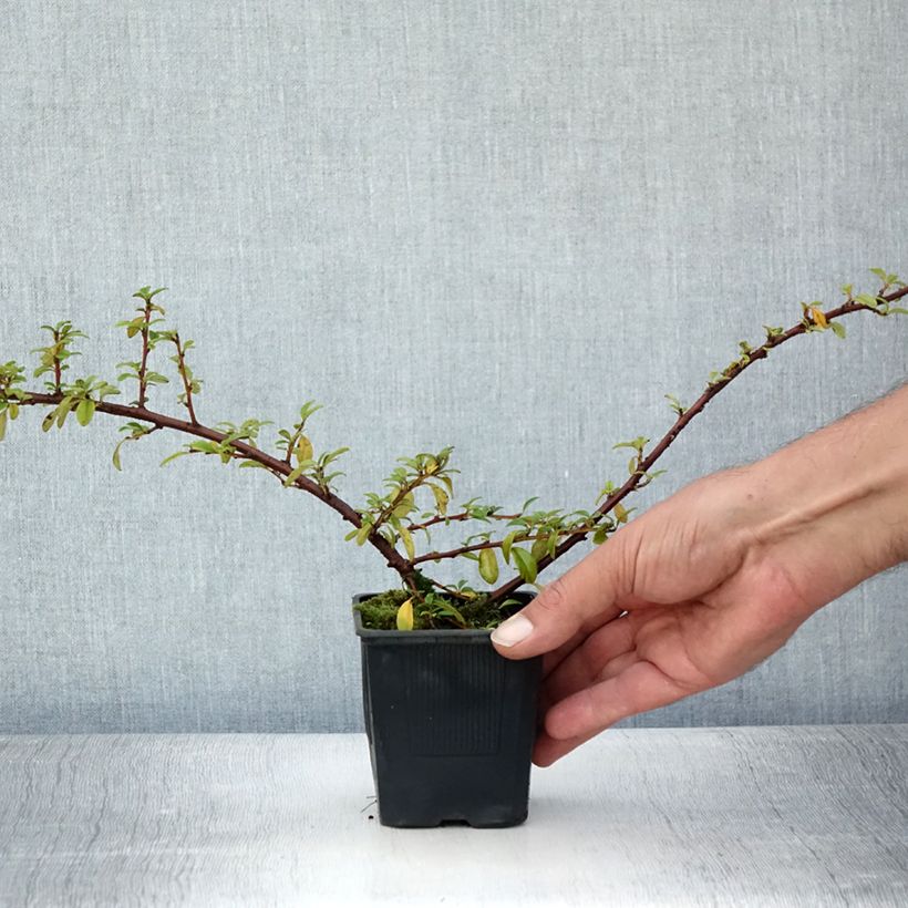 Cotoneaster suecicus Skogholm 8/9 cm pot sample as delivered in summer