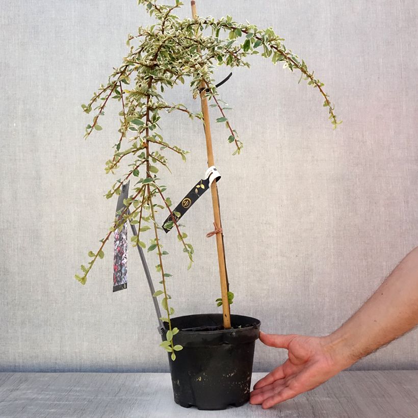 Cotoneaster suecicus Juliette 2L/3L pot sample as delivered in summer