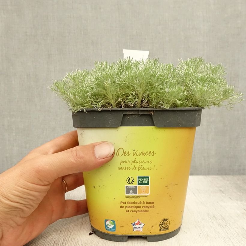 Cotula hispida - Leptinella 2L/3L pot sample as delivered in summer