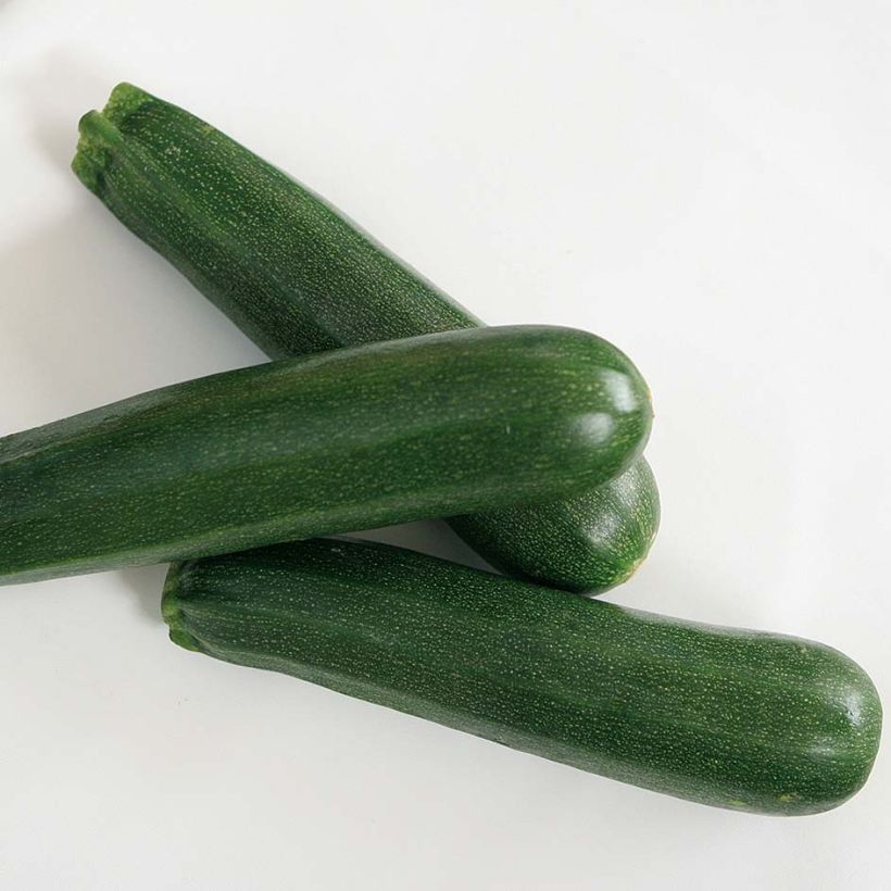 Grafted Zucchini Kimber F1 plants - Cucurbita pepo (Harvest)