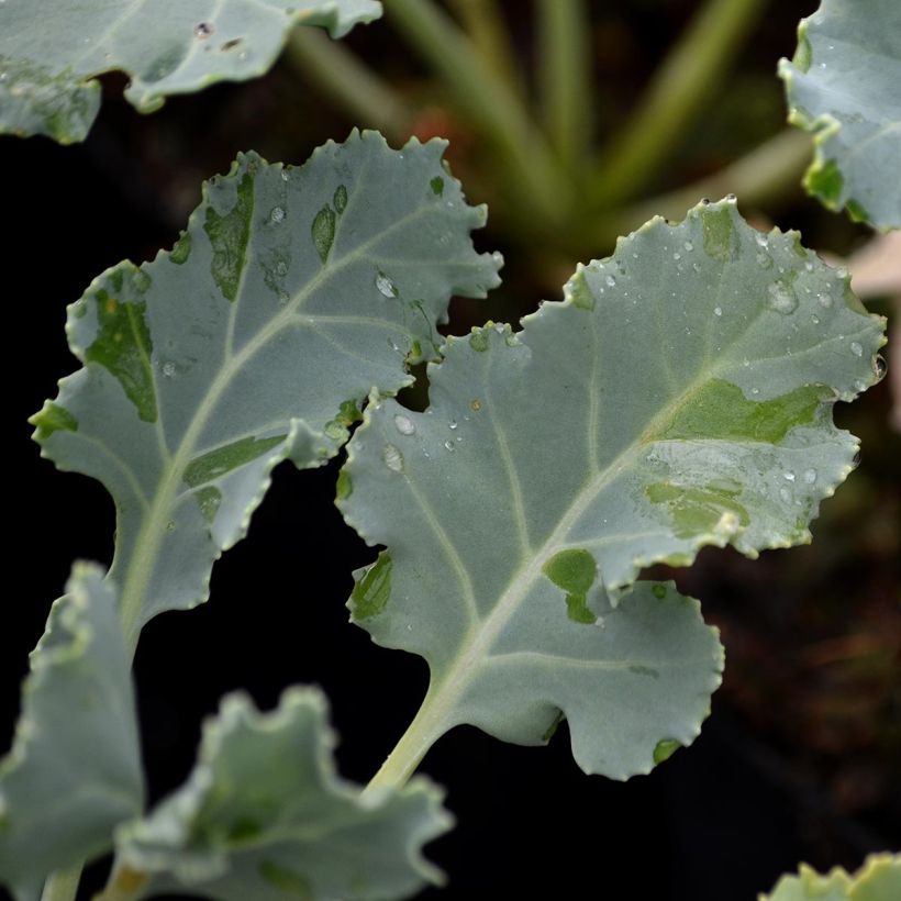 Crambe maritima - Sea Kale (Foliage)