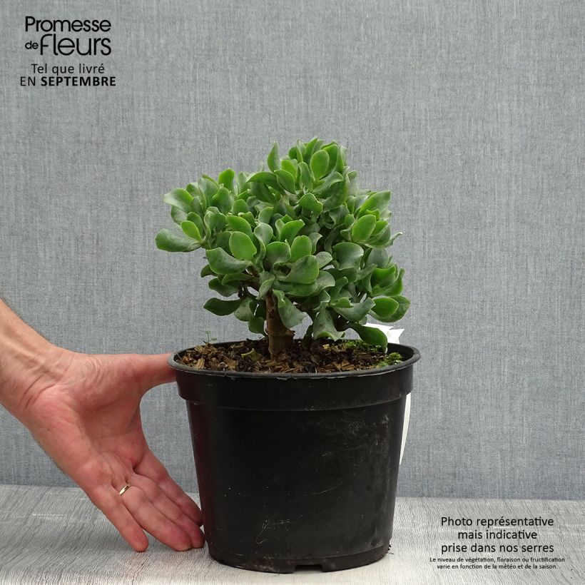 Crassula arborescens Curly Grey 3L/4L pot sample as delivered in autumn