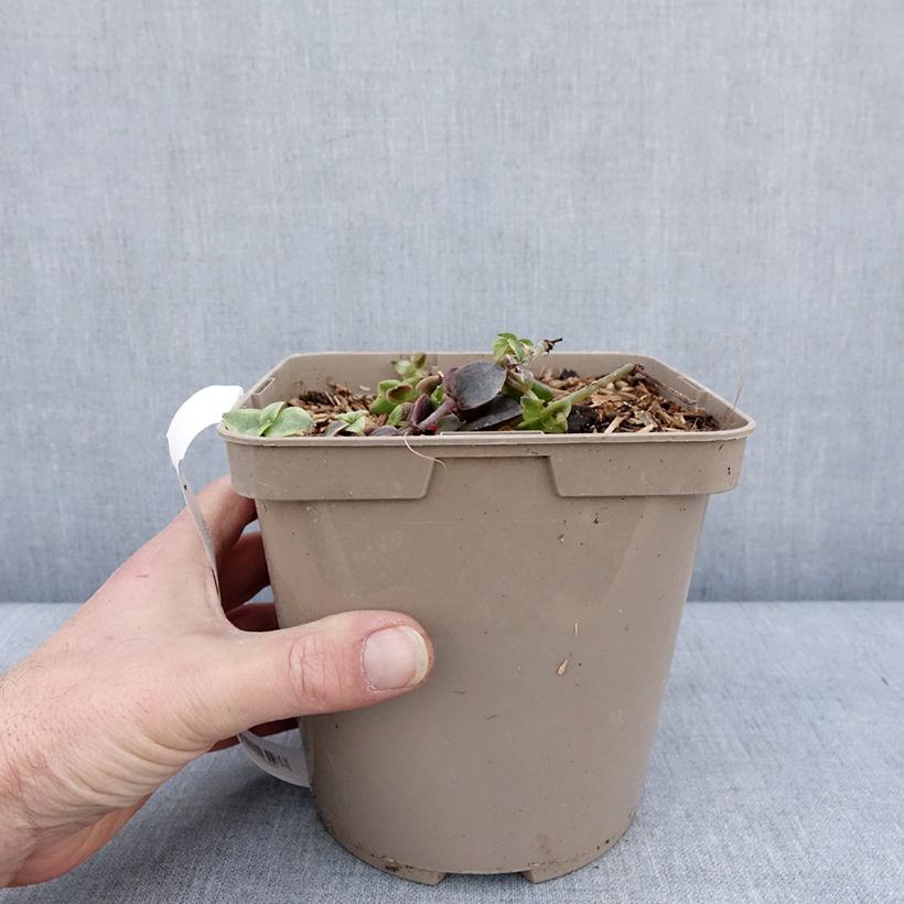 Crassula Desert Diamond 3L/4L pot sample as delivered in winter