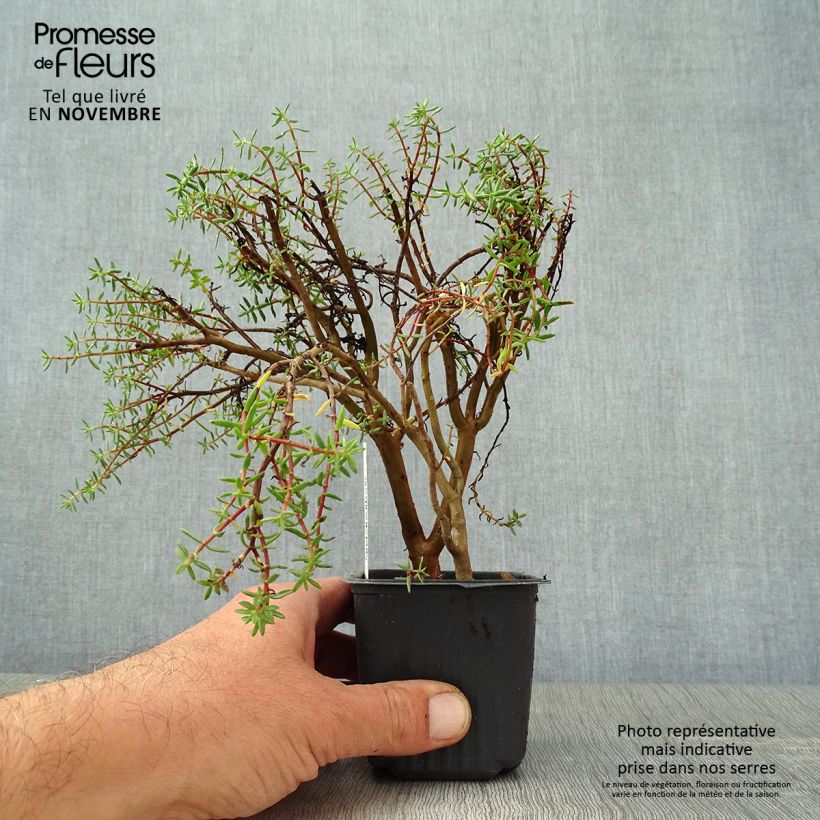 Crassula sarcocaulis 8/9 cm pot sample as delivered in autumn