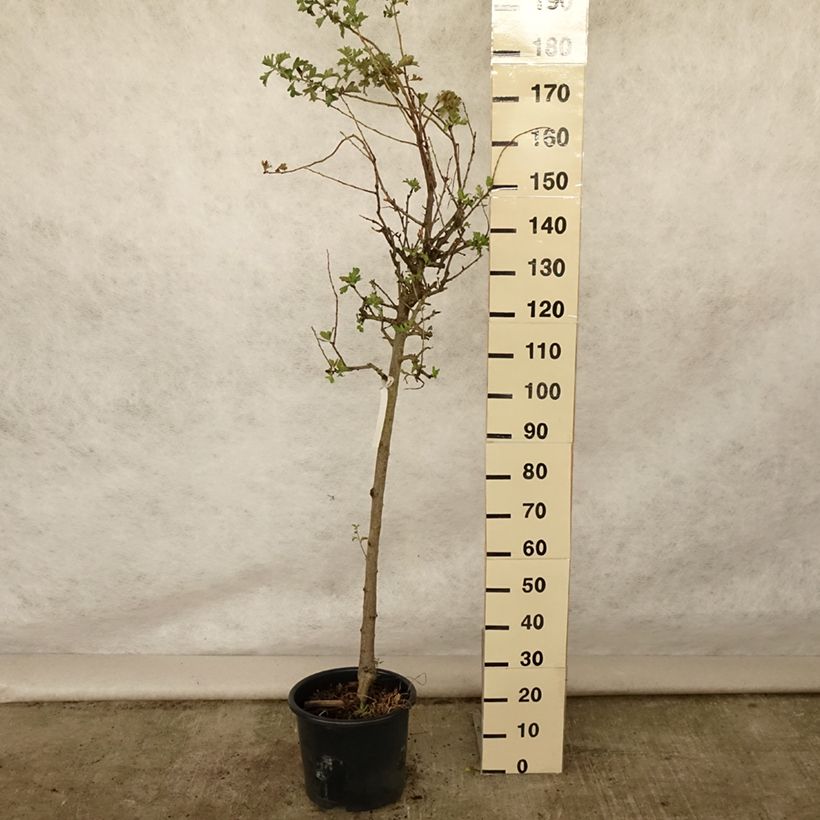 Crataegus azarolus - Hawthorn 7.5L/10L pot sample as delivered in summer