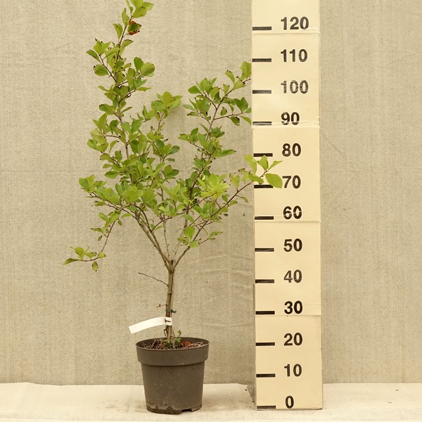Crataegus crus-galli - Hawthorn 6L/7L pot sample as delivered in summer