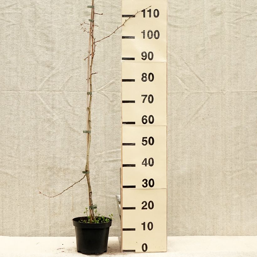 Crataegus laevigata Auriculata - Hawthorn 3L/4L potShipped height around 60/80cm sample as delivered in spring
