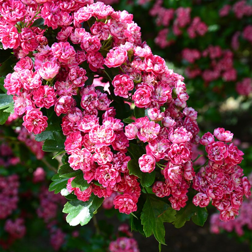 Crataegus laevigata Pauls Scarlet - Hawthorn (Flowering)