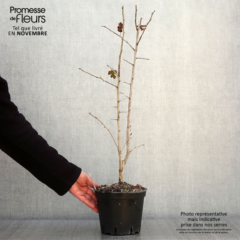 Crataegus laevigata Rosea Flore Pleno - Hawthorn 3L/4L pot sample as delivered in autumn