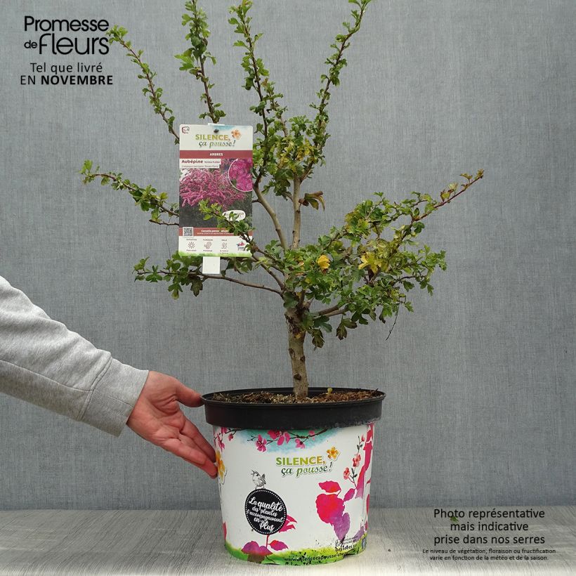 Crataegus laevigata Rosea Flore Pleno - Hawthorn 7.5L/10L pot sample as delivered in autumn