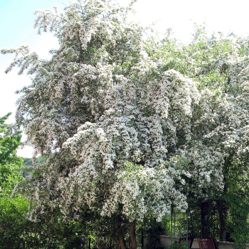 Crataegus monogyna - Hawthorn (Flowering)